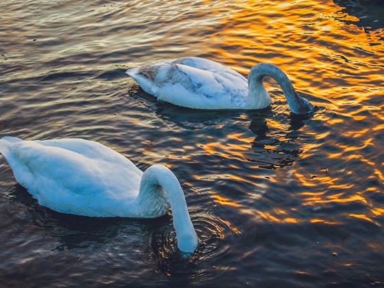 Whooper Swan National Nature Reserve