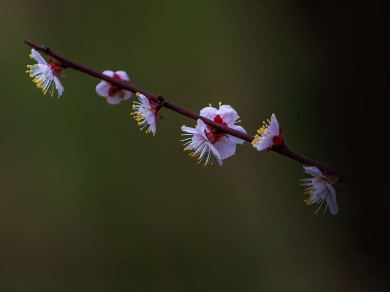 明城牆遺址公園