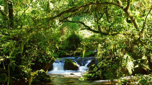 Water Forest