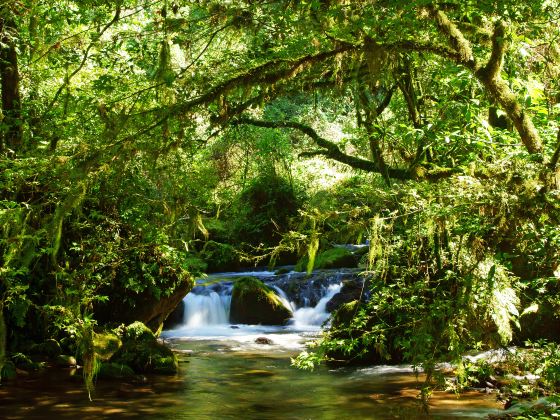 Water Forest