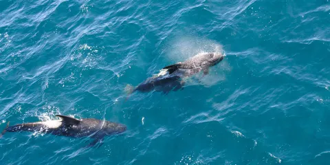 岩中洞尋海豚遊船
