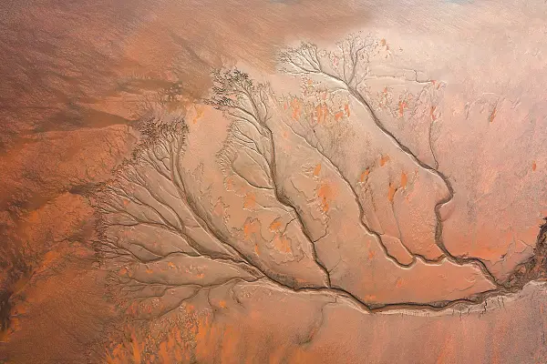 Tidal Tree Viewing in Haining