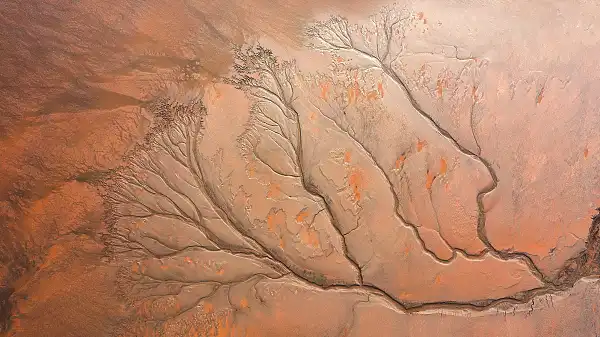海寧賞潮間帶樹木