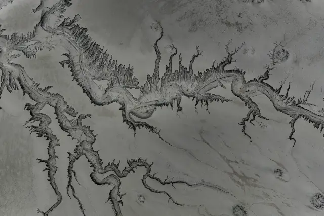 The Tidal Tree Landscape of the Qiantang River