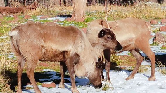 Grand Canyon Deer Farm