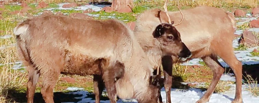 Grand Canyon Deer Farm LLC