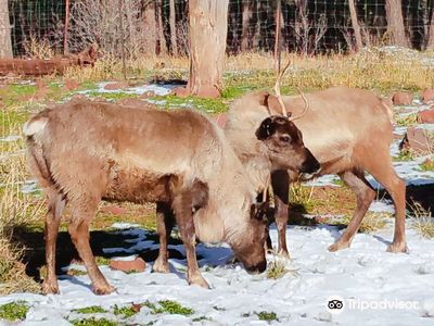 Grand Canyon Deer Farm