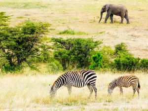Awash National Park