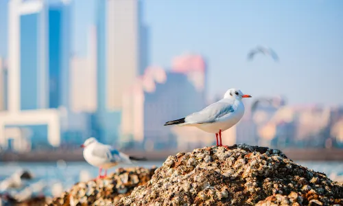 Seagull Watching in Qingdao