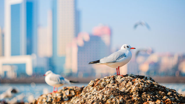 Seagull Watching in Qingdao