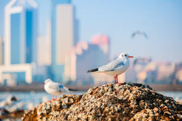Seagull Watching in Qingdao