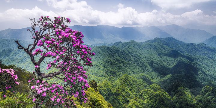 Micang Mountain National Forest Park