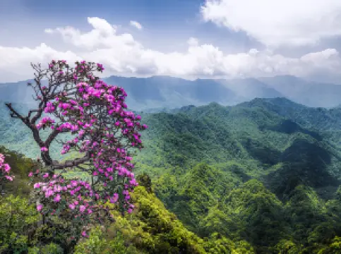 Micang Mountain National Forest Park