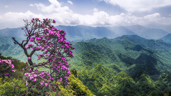 Micang Mountain National Forest Park