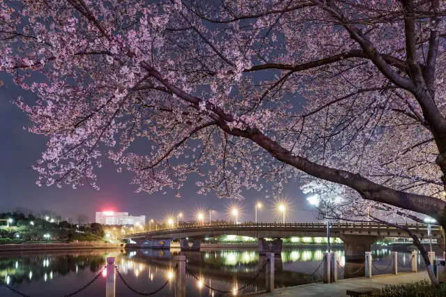 Cherry Blossom Viewing in Jinhua
