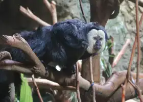 紅山森林動物園