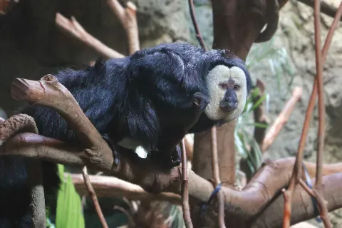 Nanjing Hongshan Forest Zoo
