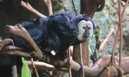 Nanjing Hongshan Forest Zoo