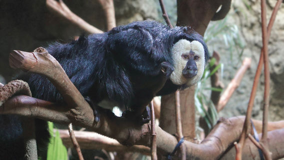 Nanjing Hongshan Forest Zoo