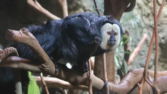 Nanjing Hongshan Forest Zoo