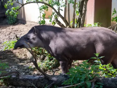 尼賴吉哈佐-索什託動物園