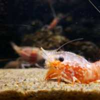 【沼津】沼津港深海魚水族館