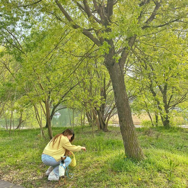 강아지와 산책하기좋은 광교호수공원