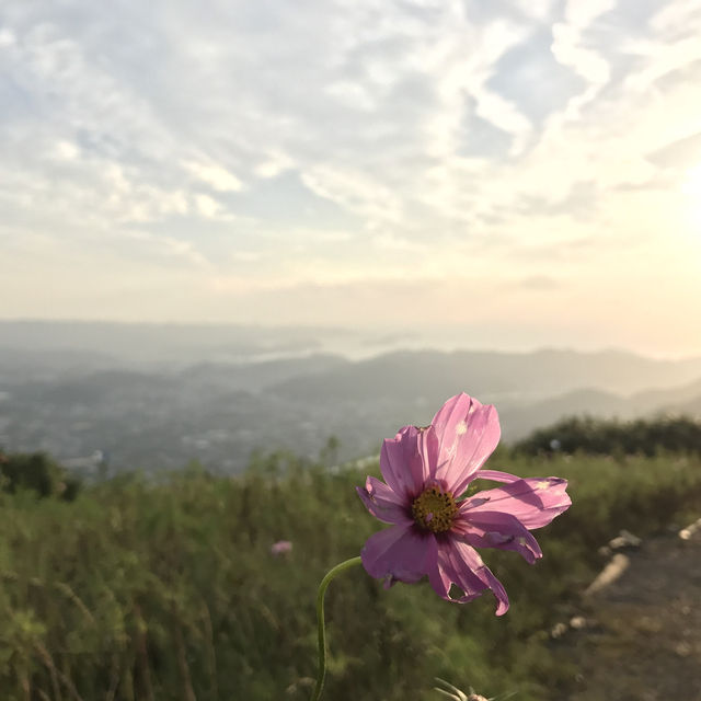 和歌山　関西屈指のススキの名所　