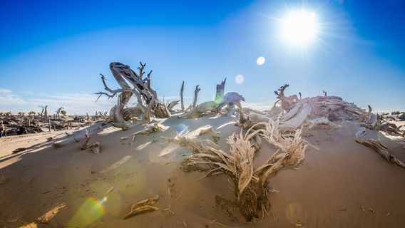 Withered Tree Forest
