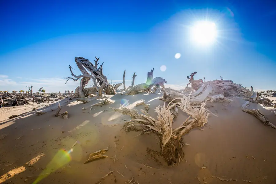 Withered Tree Forest