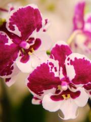 Bai Orchid-Butterfly Farm