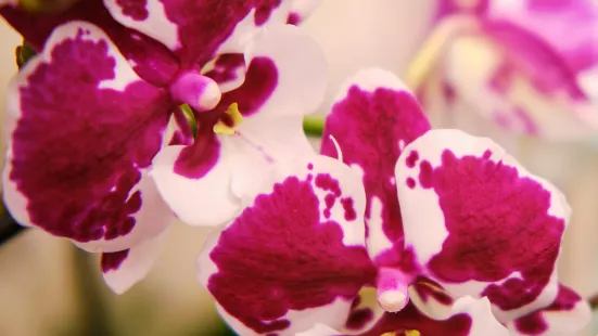 Bai Orchid-Butterfly Farm