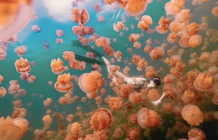 【台帛旅遊泡泡2.0】旅遊泡泡最新動態、返台規定一次看(持續更新)