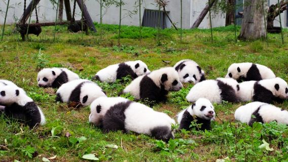 ChengduTours