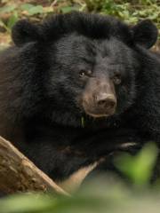 Tat Kuang Si Bear Rescue Centre, Free the Bears