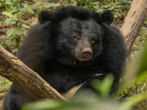 Tat Kuang Si Bear Rescue Centre, Free the Bears