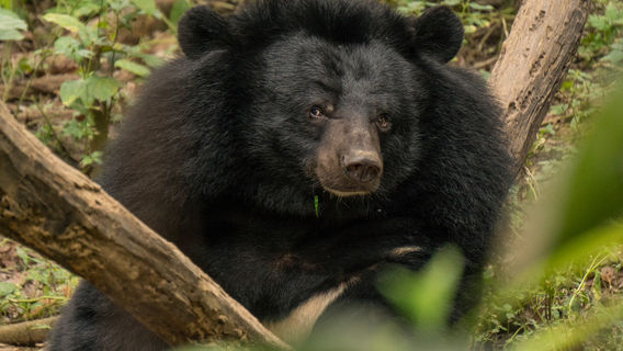 Tat Kuang Si Bear Rescue Centre, Free the Bears