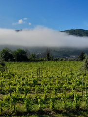 Fattoria di Poggiopiano