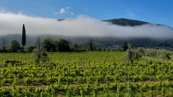 Fattoria di Poggiopiano