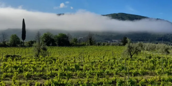 波希歐皮亞諾酒莊