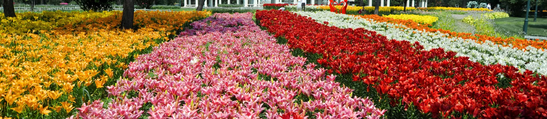 Fioriture Primaverili