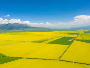 百里油菜花景區-觀景台