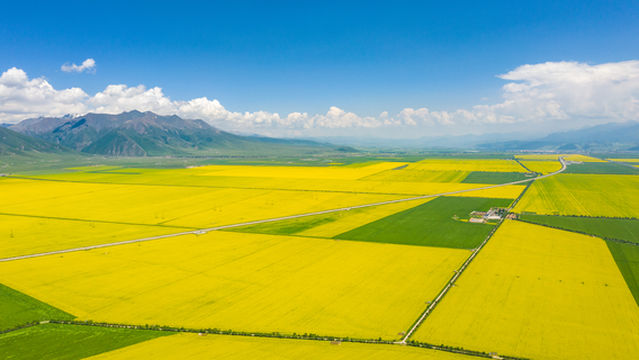 Baili Rapeseed Flower Scenic Area - Viewing Platform