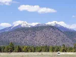 Buffalo Park