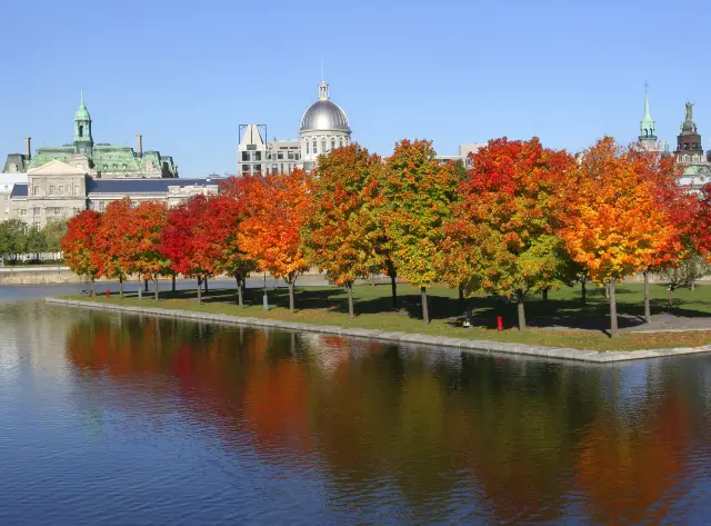 Maple Viewing in Montreal