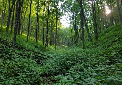 Elk State Forest - Johnson Run Natural Area