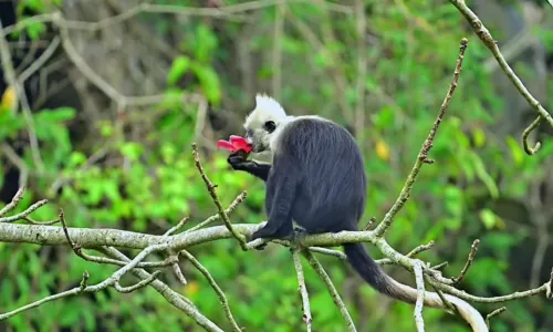 White-Headed Langur Ecological Tourism Area