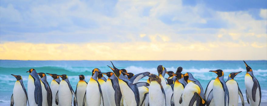 Isole Falkland