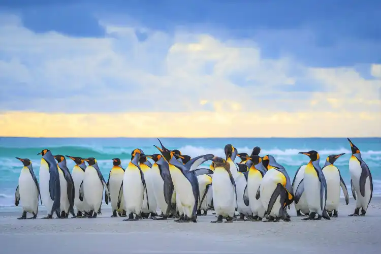 Hotels in Falkland Islands