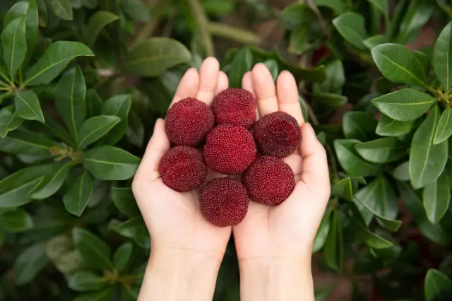 Chinese Bayberry Picking in Xianju